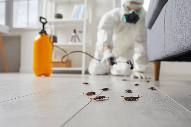 Commercial Kitchen Cockroach Control in Greenup